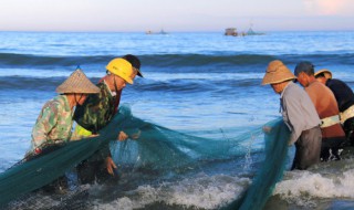 大海里面有什么（大海里面有什么动物和植物）