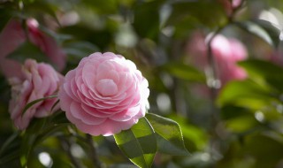 茶花打花苞时怎样施肥（茶花打花苞时能施肥吗）