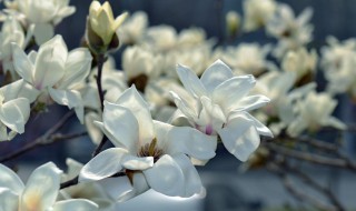 不同颜色玉兰花的花语 各种颜色玉兰花花语