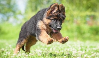 怎样挑选好的德牧幼犬 怎么挑选德牧幼崽