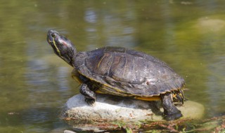 冬天乌龟如何养（冬天乌龟如何养新手教学视频）