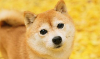 柴犬怎么挑选及饲养方法介绍 柴犬怎么挑选及饲养方法介绍视频