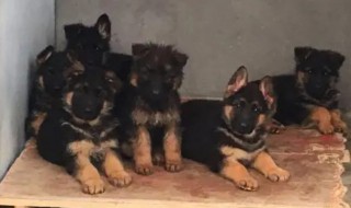 怎么挑选德国牧羊犬幼犬 怎么挑选德国牧羊犬幼犬呢