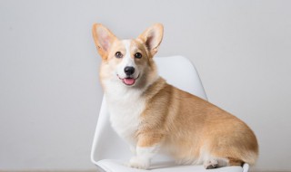 如何养狗需要注意什么（如何养狗需要注意什么事项）