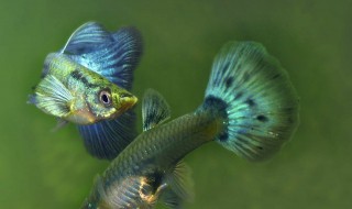 家养孔雀鱼冬天繁殖吗 家养孔雀鱼冬天繁殖吗怎么养