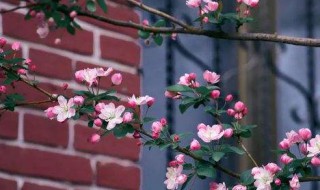 海棠花怎么养护（海棠花怎么养护能开花）