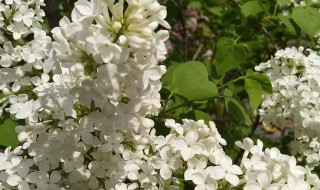 白丁香花的寓意 白丁香花的寓意及花语