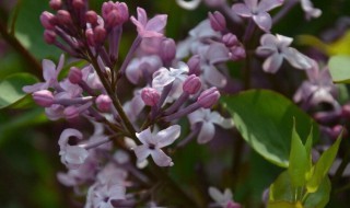 紫丁香花语和寓意（紫丁香花语象征与寓意）