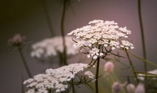 蕾丝花花语 蕾丝花朵图案