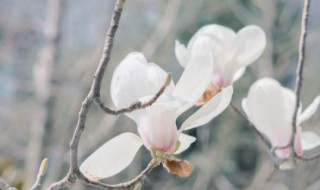 六月雪盆栽的寓意 六月雪盆栽寓意及花语