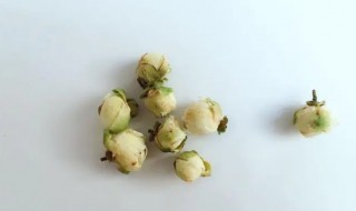 山茶花茶的功效和作用 山茶花茶的功效和作用禁忌