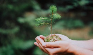 一年级植树节手抄报 一年级植树节手抄报内容