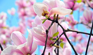 玉兰花什么季节开花 玉兰花什么季节开花时间