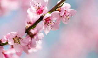 桃花在哪个季节开（桃花在哪个季节开什么时候凋谢）