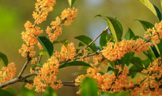 桂花在什么季节开放 桂花在什么季节开放是春天还是夏天