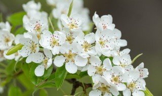 梨花什么季节开（梨花什么季节开花结果）