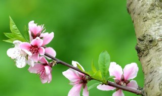 桃花在什么季节开放 桃花在什么季节开放是春天吗