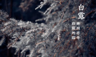 白露时节吃什么（白露时节吃什么食物）