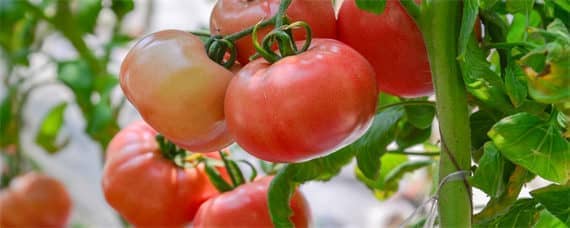 西红柿大棚种植与管理（大棚西红柿的管理）