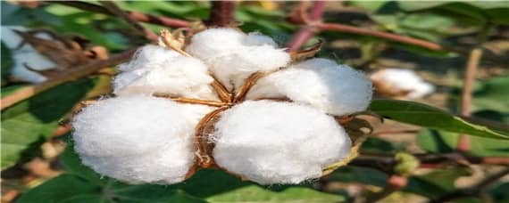 棉花适合什么土壤种植 棉花适合在什么土壤种植