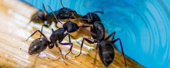蚂蚁的生活特性 蚂蚁的特征和生活方式