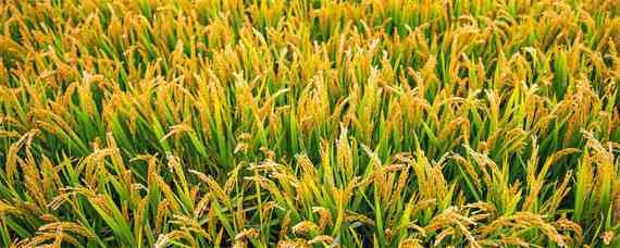 金粳787水稻品种介绍（金粳698水稻品种）