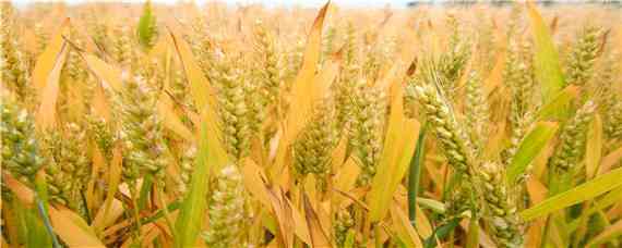 西农509小麦品种介绍 西农511小麦品种咋样