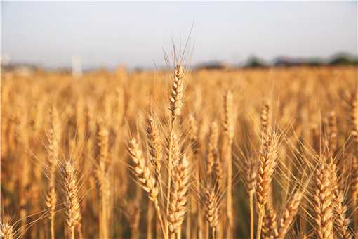 2021年新麦收购价格具体是多少 今年新麦收购价格