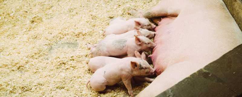 母猪难产症状有哪些 母猪难产是怎么回事