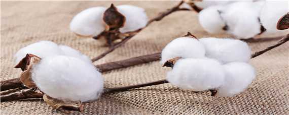新疆长绒棉生长的有利条件 新疆适合长绒棉生长的有利条件