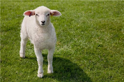 适合圈养的羊品种有哪些（什么品种羊圈养好养）