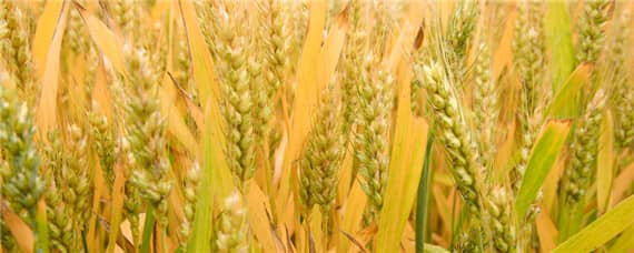 存麦12号麦种的介绍 小麦品种存麦12号