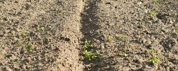 使用哪种氮肥最易引起土壤板结