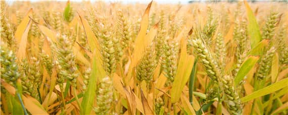 漯麦18小麦品种介绍 漯麦8号小麦品种的特性及产量