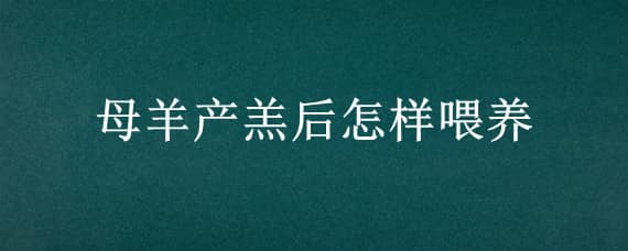 母羊产羔后怎样喂养（母羊产羔后应注意什么）