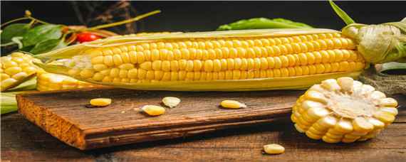 联美玉8号玉米种子特性特征 联美玉8号玉米种审定编号