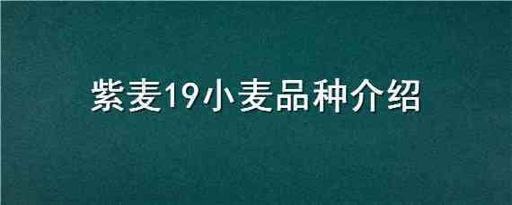 紫麦19小麦品种介绍