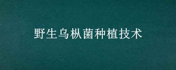 野生乌枞菌种植技术 野生乌枞菌种植技术培训