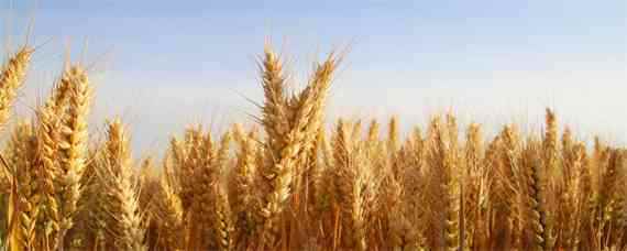 周麦38小麦品种介绍（周麦38小麦品种怎么样）