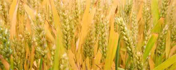小麦拌种100斤麦用多少水（小麦拌种水和麦子的比例）