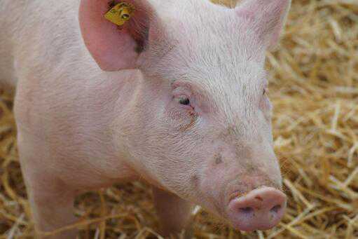 开办一个小型养猪场要投资多少钱 办个小型养猪场成本多少钱