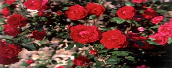 玫瑰花适合什么土壤酸碱度 玫瑰花适合酸性土壤还是碱性土壤