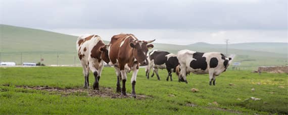 农村养牛的方法和技术 养牛技术 农村养牛技术