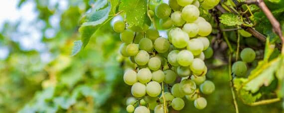 葡萄的生长习性 葡萄生长的自然条件