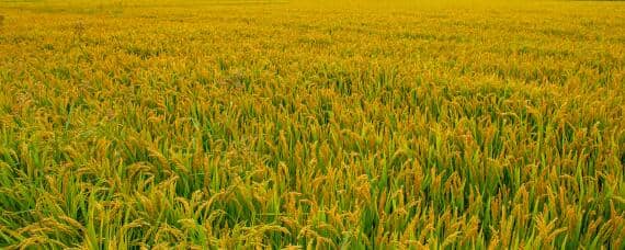 南方水稻一年收割几次 南方收割水稻时间