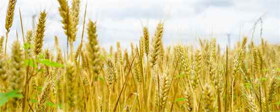 众岱100小麦品种介绍（众岱100小麦品种）