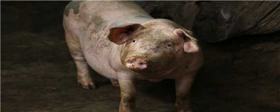 猪用过硫酸氢钾用法与用量（猪用过硫酸氢钾用法与用量视频教学）
