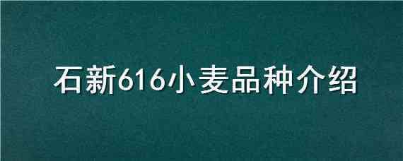 石新616小麦品种介绍 石新616小麦品种怎么样