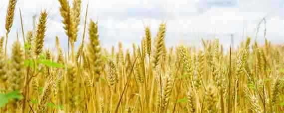周麦40小麦品种介绍（周麦30小麦品种简介）