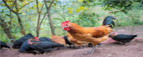 养鸡成本分析 养鸡成本和利润分析